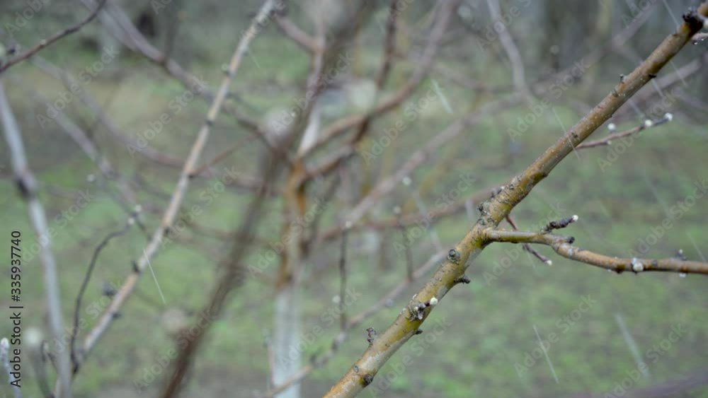 Spring, a sudden cold snap and a snowstorm covers the blossoming leaves of the Apple tree in the Apple orchard with snow Spring, a sudden cold snap and a snowstorm covers the blossoming leaves of the Apple tree in the Apple orchard with snow