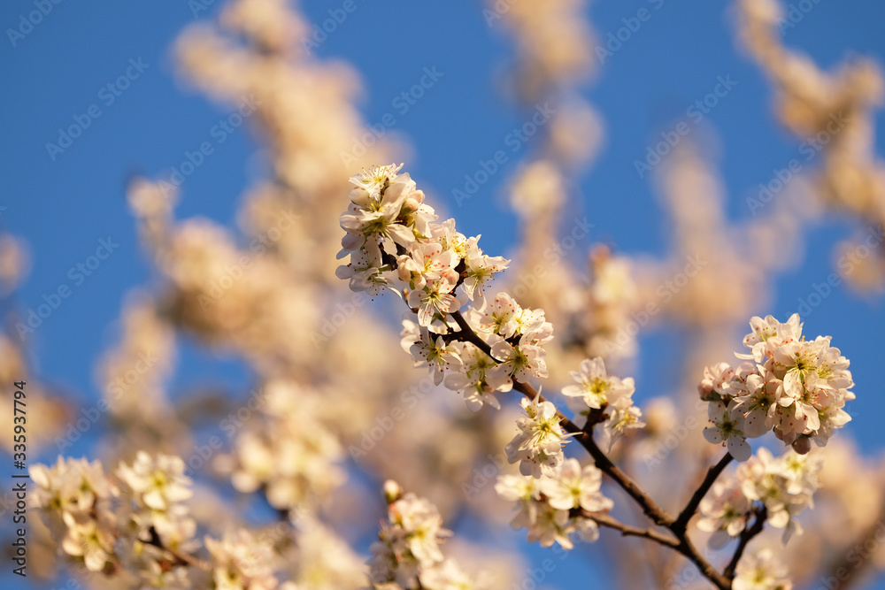 Cherry blossoms against a blue sky. Spring background. Cherry blossoms against a blue sky. Spring background.