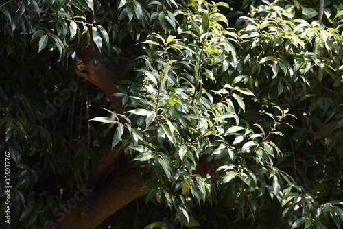 Quercus myrsinifolia (Bamboo-leafed oak) / Fagaceae evergreen tall tree. photo