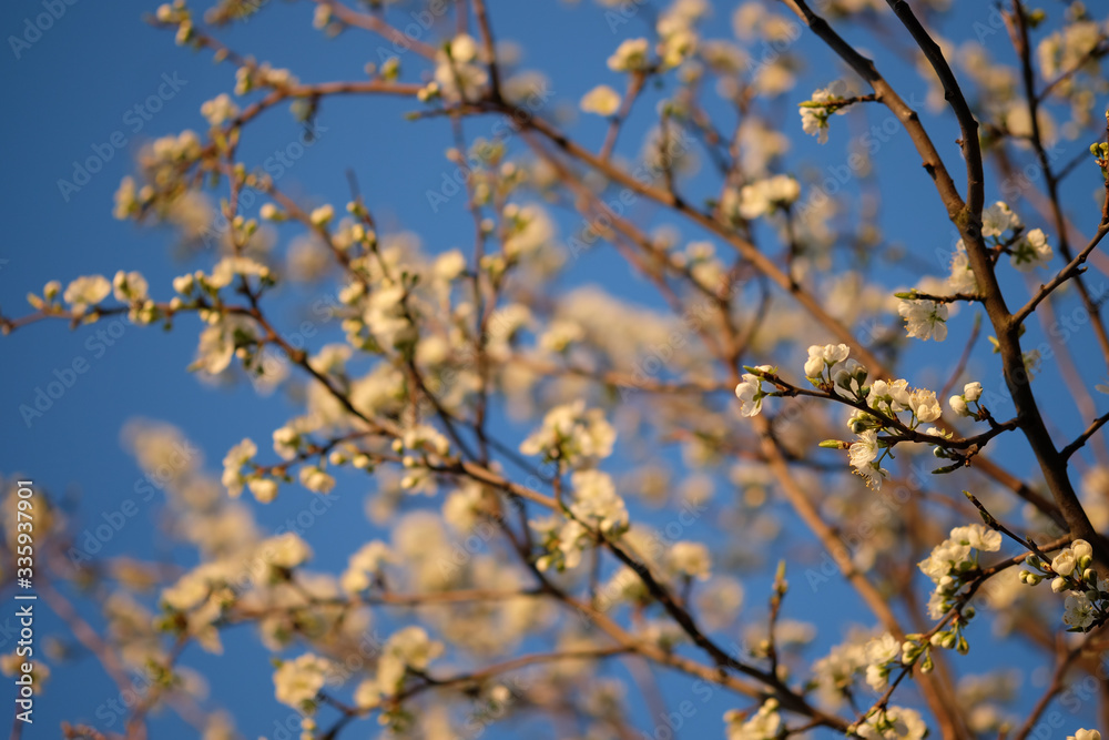 Cherry blossoms against a blue sky. Spring background. Cherry blossoms against a blue sky. Spring background.