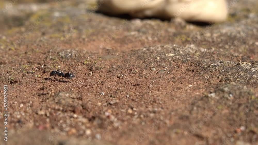 Black ants (Formicidae - Lasius niger) meeting and walking on the rocky path with a blurred background Black ants (Formicidae - Lasius niger) meeting and walking on the rocky path with a blurred background