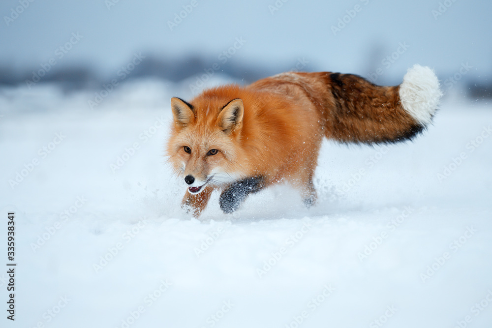 Red Fox hunts in the snow in winter Red Fox hunts in the snow in winter
