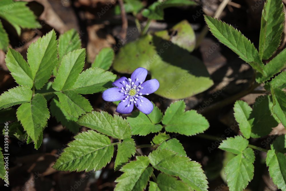 Violet Hepatica nobilis, first spring flowers in the blurred background of nature. Common Hepatica or Anemone hepatica, blue blossoms, close up. Violet Hepatica nobilis, first spring flowers in the blurred background of nature. Common Hepatica or Anemone hepatica, blue blossoms, close up.