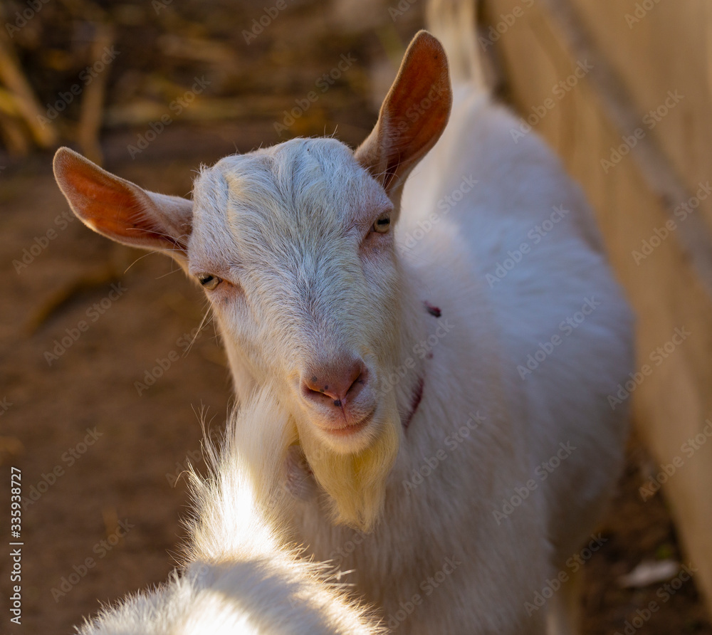 Goat breeding. The male goat importune to the female goat to get copulation. Love couple. Reproduction season-spring rutting. The farming of livestock. Goat breeding. The male goat importune to the female goat to get copulation. Love couple. Reproduction season-spring rutting. The farming of livestock.