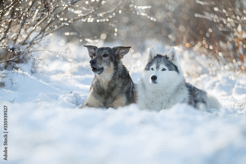 Fototapeta premium Austarlian sheepdogs sit together in the snow.
