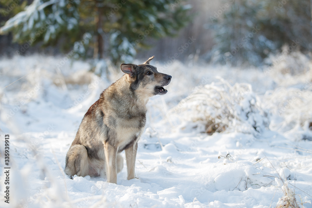 The dog is sitting in the snow The dog is sitting in the snow