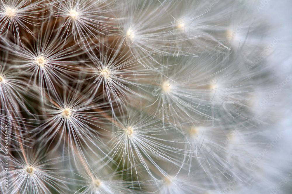 Morning dew on the plant in soft focus. Shallow depth of field