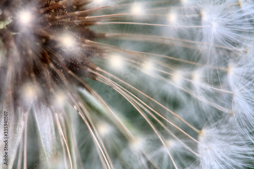 Morning dew on the plant in soft focus. Shallow depth of field © photokrle