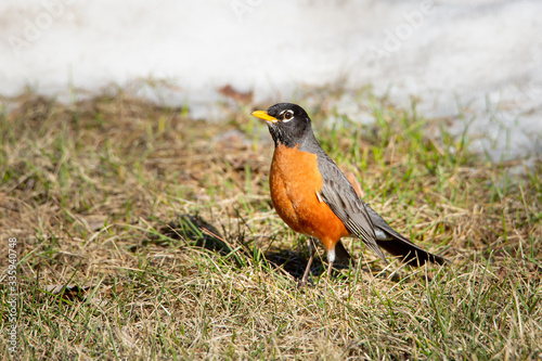 American robin looking for a meal on a springtime morning