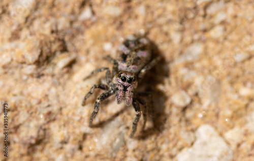 jumping spider close up with macro