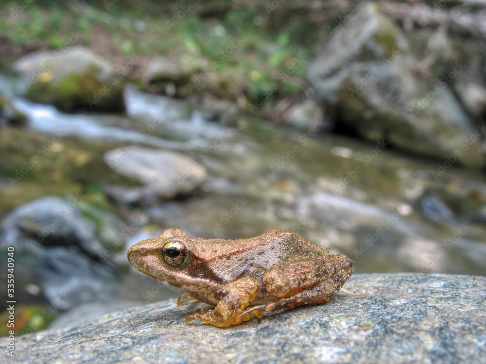 Fototapeta premium a frog on a wet stone