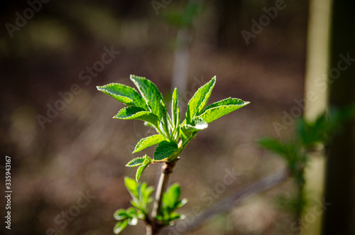 green plant in park