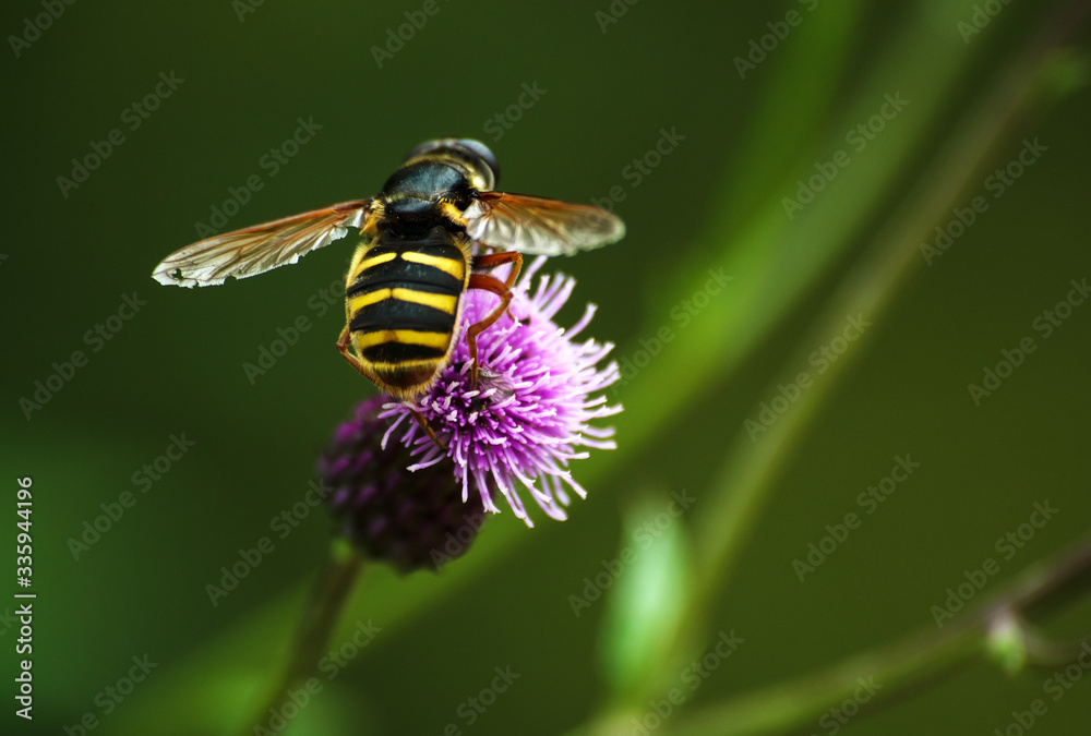 Flowering Great Burdock Arctium lappa with a bee on it head Flowering Great Burdock Arctium lappa with a bee on it head