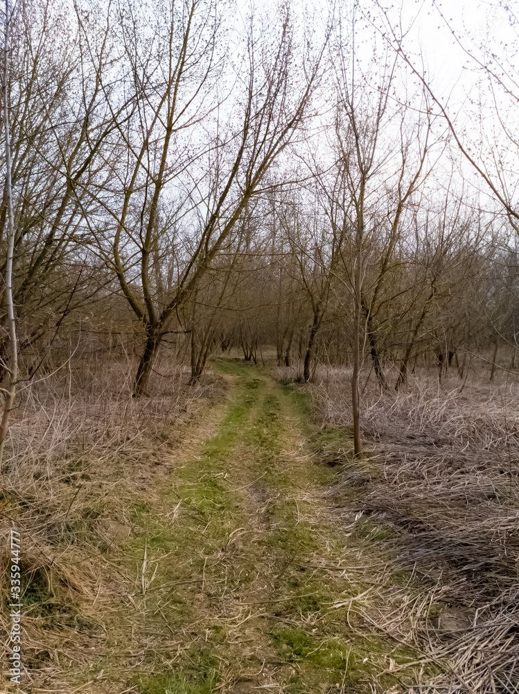 Local narrow road with dried common reed on the sides Local narrow road with dried common reed on the sides
