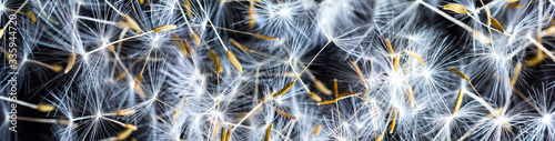 Panoramic view macro dandelion seeds on a black background