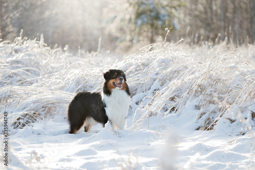 Fototapeta Naklejka Na Ścianę i Meble -  A dog of the Australian shepherd breed plays in the snow