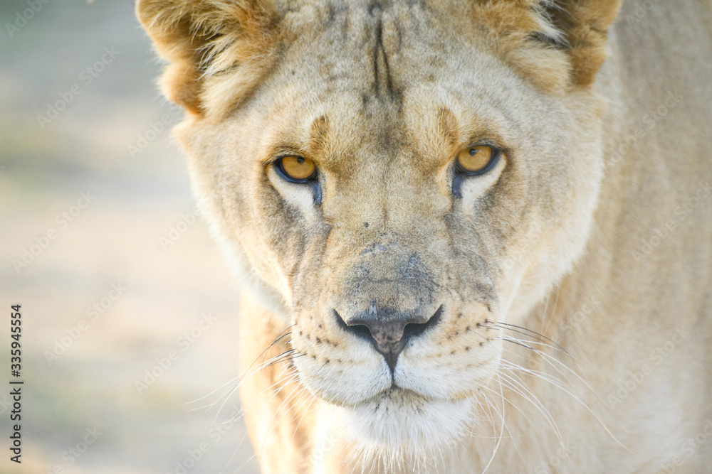 Fototapeta premium Gros plan d'une lionne en été avec un beau regard