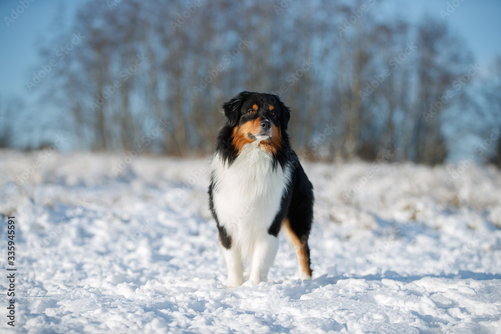 A dog of the Australian shepherd breed plays in the snow