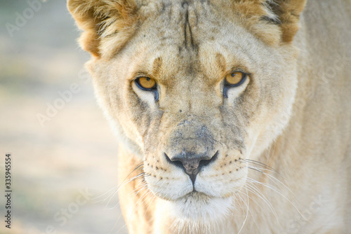 Gros plan d'une lionne en été avec un beau regard