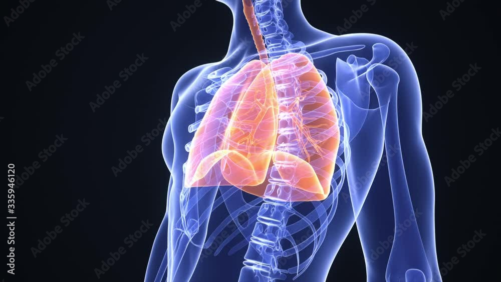 Healthy man breathing regularly. Lungs highlighted in orange. Anatomical x-ray rendering. Realistic high quality medical 3d animation. Seamless looping
