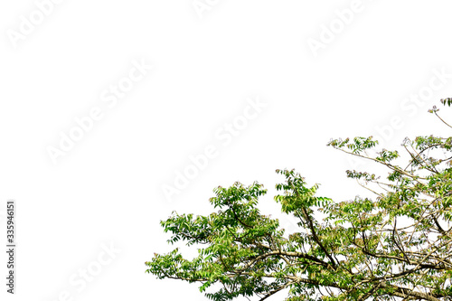 green leaf isolated on white background with copy space