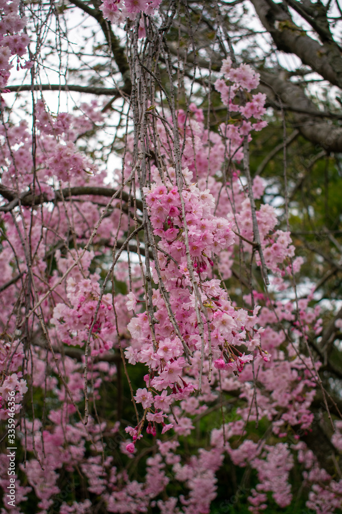 A Blooming Cherry Blossom Tree in a Suburban Neighborhood