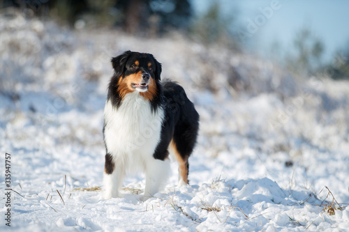 A dog of the Australian shepherd breed plays in the snow