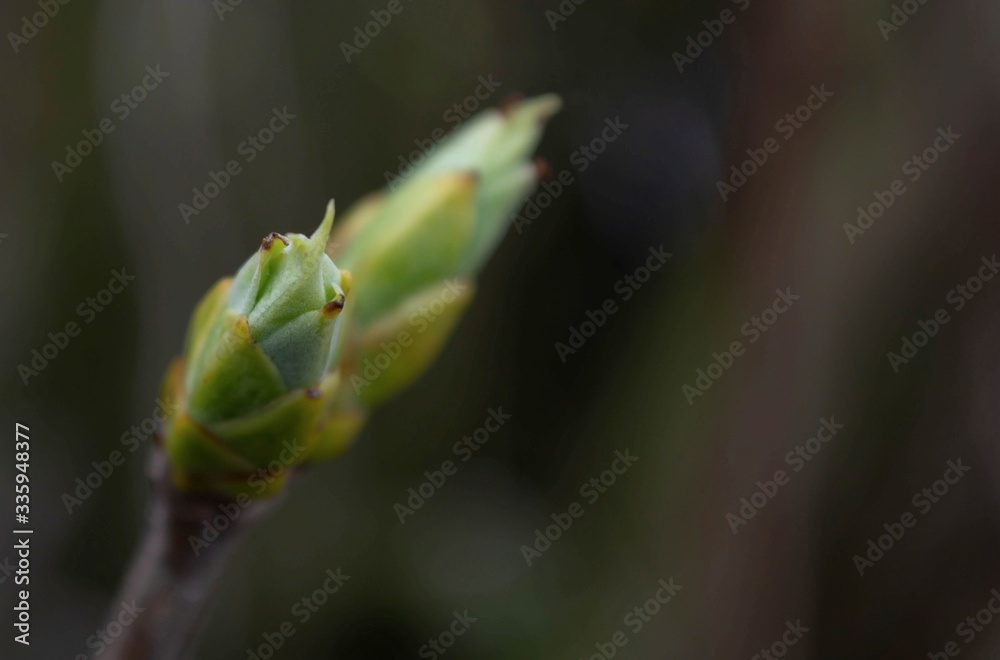 Spring lilac buds on a dark blurry background Spring lilac buds on a dark blurry background