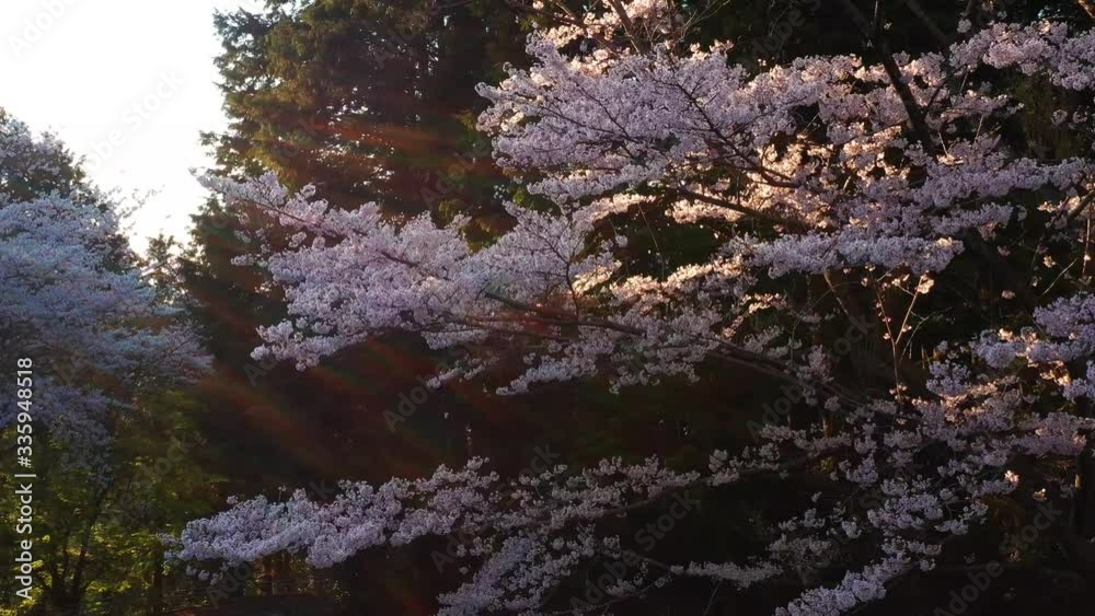 Blooming Sakura tree in the countryside of Shiga, Japan. Pan shot at sunset