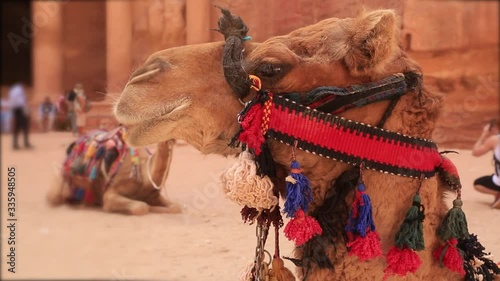 decorated head of a camel close-up on a background of blurry tourists and the ancient city of Petra Jordan