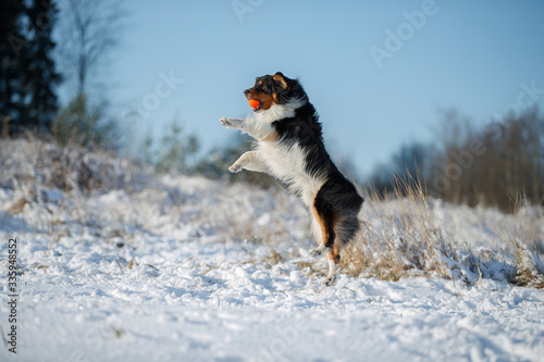 A dog of the Australian shepherd breed plays in the snow © vivienstock