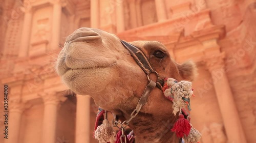 decorated camel head close-up on the background of the ancient city of petra jordan photo