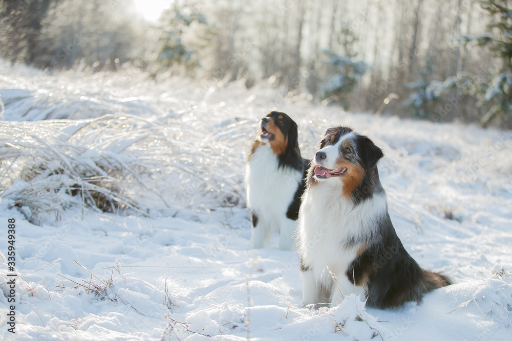 A dog of the Australian shepherd breed plays in the snow A dog of the Australian shepherd breed plays in the snow