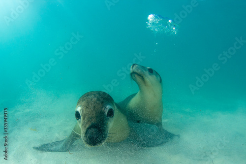 Couple of Sea Lions playing and blowing bubbles 