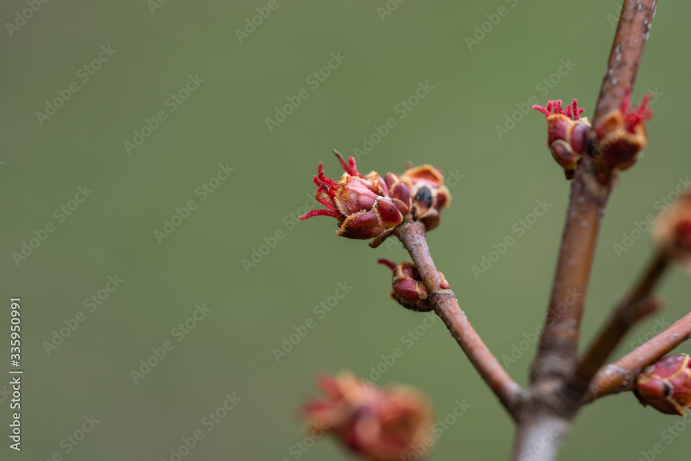 Silver Maple Flower Buds in Springtime Silver Maple Flower Buds in Springtime