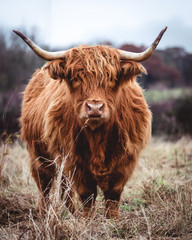 Ingelijste posters Schotse hooglander Speelse Hooglander in de natuur  © Dominic