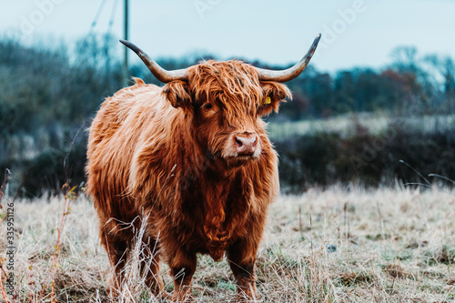 Highland cow doing his thing