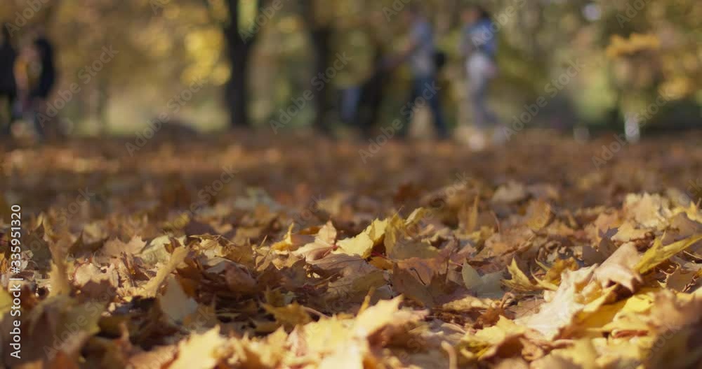Closeup view of yelllow maple leaves on the ground in city park. Falling golden leaves in slow motion. Low angle dolly shot. Depth of field with beautiful bokeh and trees. The sun bright the scene.
Closeup view of yelllow maple leaves on the ground in city park. Falling golden leaves in slow motion. Low angle dolly shot. Depth of field with beautiful bokeh and trees. The sun bright the scene.