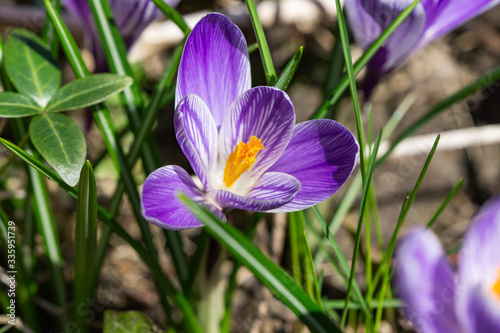 Crocus Flowers in Bloom in Springtime