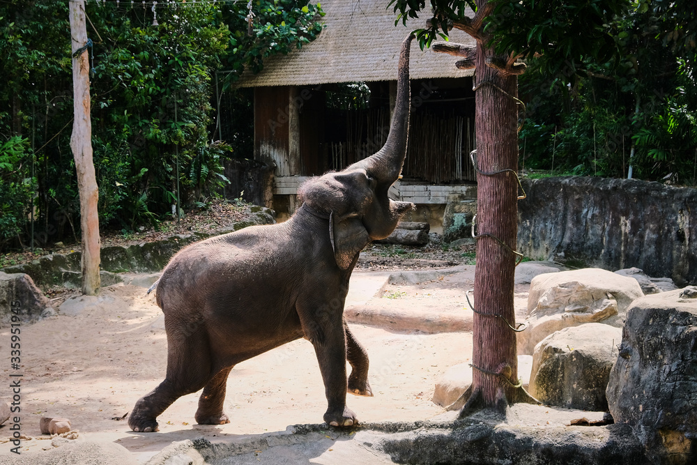 elephant getting the banana elephant getting the banana