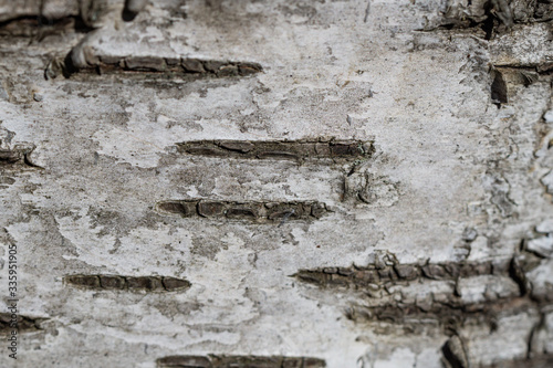 Closeup of Birch Bark in Springtime