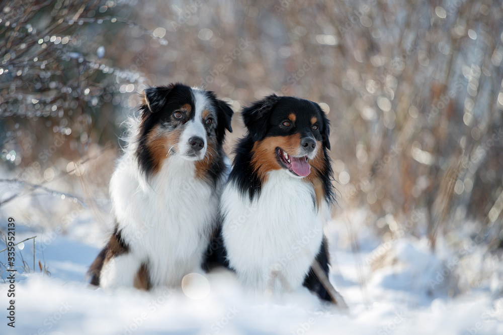 Two dogs in the snow. Austarlian sheepdogs sit together Two dogs in the snow. Austarlian sheepdogs sit together