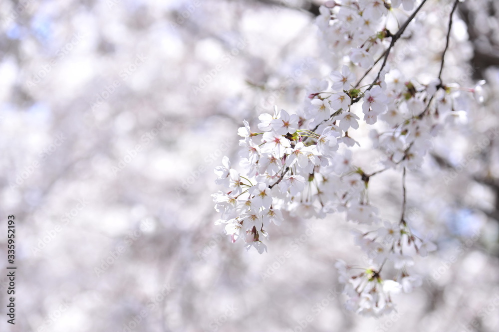 Spring heraldic flowers