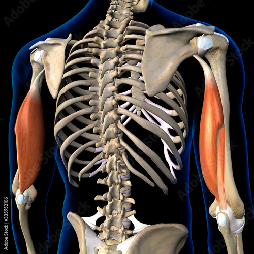 Triceps Brachii Muscles Isolated in Posterior View Human Anatomy Labeled on Black Background