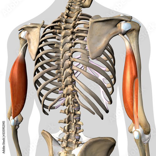 Schilderij op canvas Triceps Brachii Muscles Isolated in Posterior View Human Anatomy on White Backgr