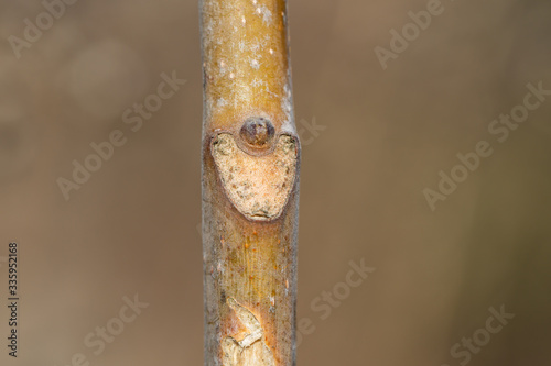 Tree of Heaven Leaf Bud and Scar