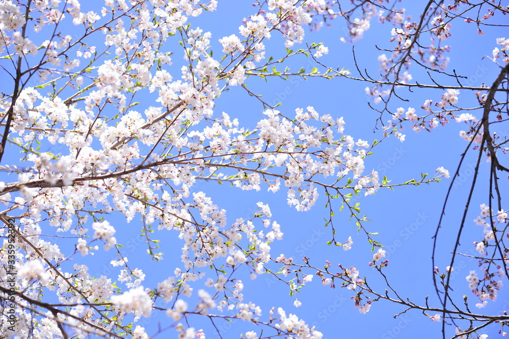 Spring heraldic flowers Spring heraldic flowers