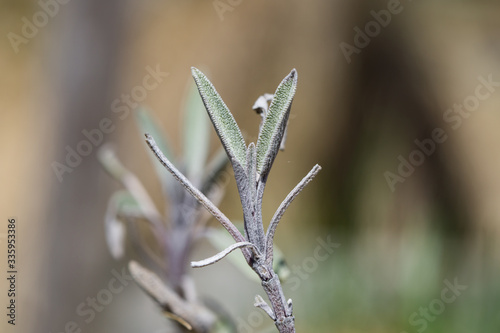 Sage Leaves Sprouting in Springtime
