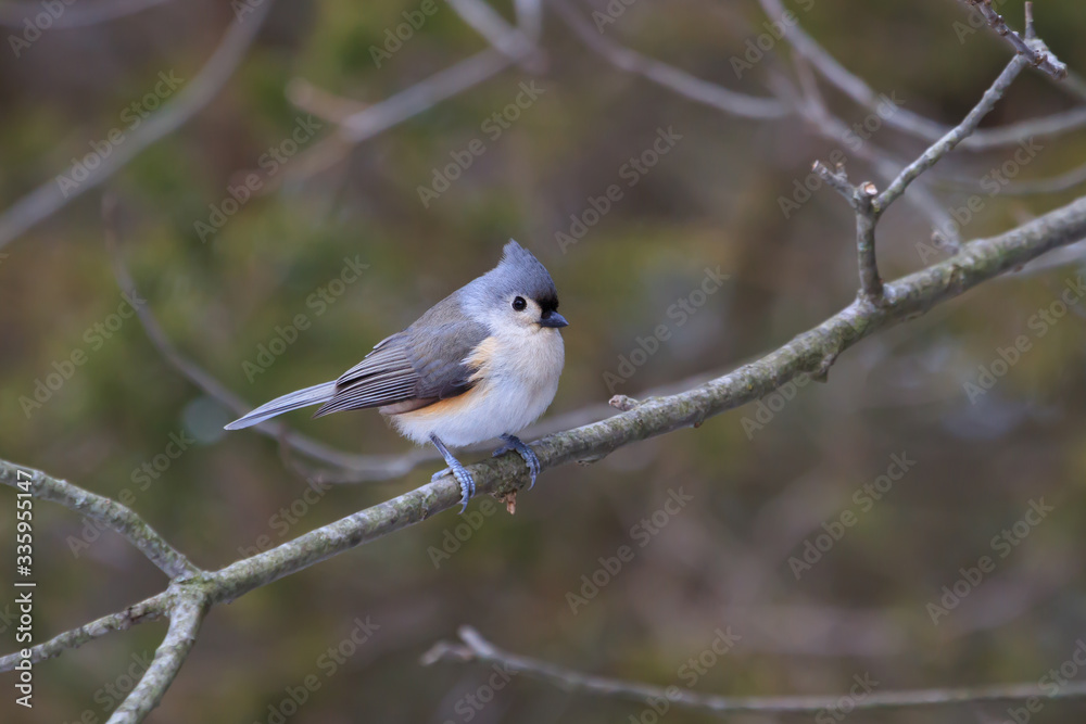 Tufted Titmouse perched in an eastern red cedar tree. Tufted Titmouse perched in an eastern red cedar tree.