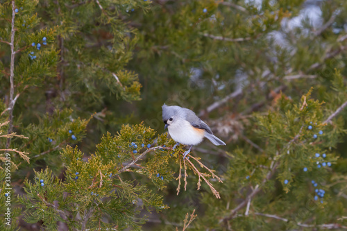 Tufted Titmouse perched in an eastern red cedar tree.  photo